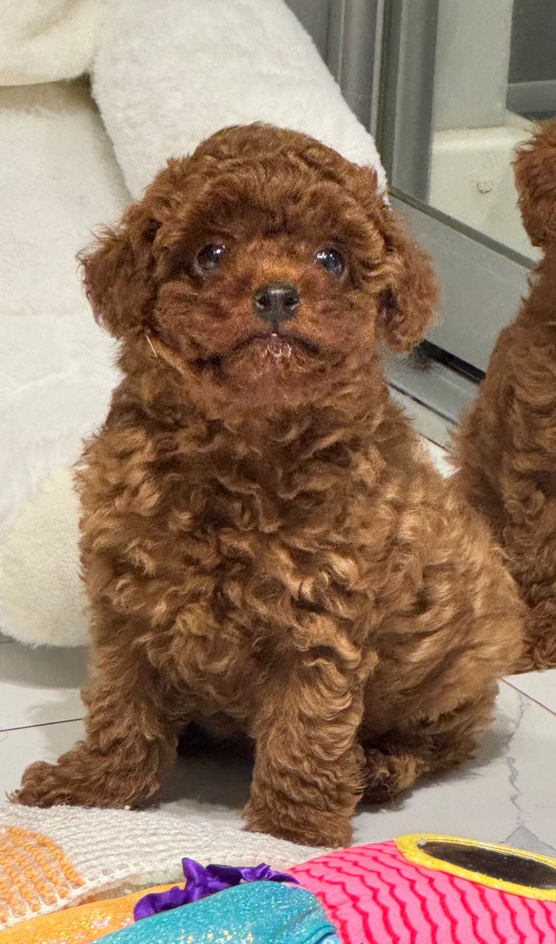 Хлопчик той пудель від китайський батьків Boy toy poodle China