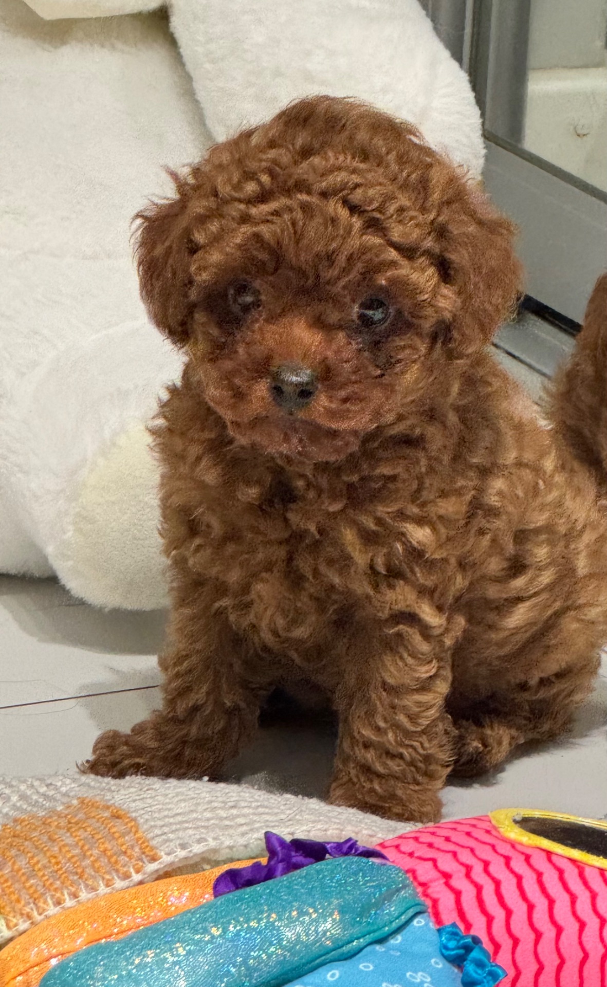 Хлопчик той пудель від китайський батьків Boy toy poodle China