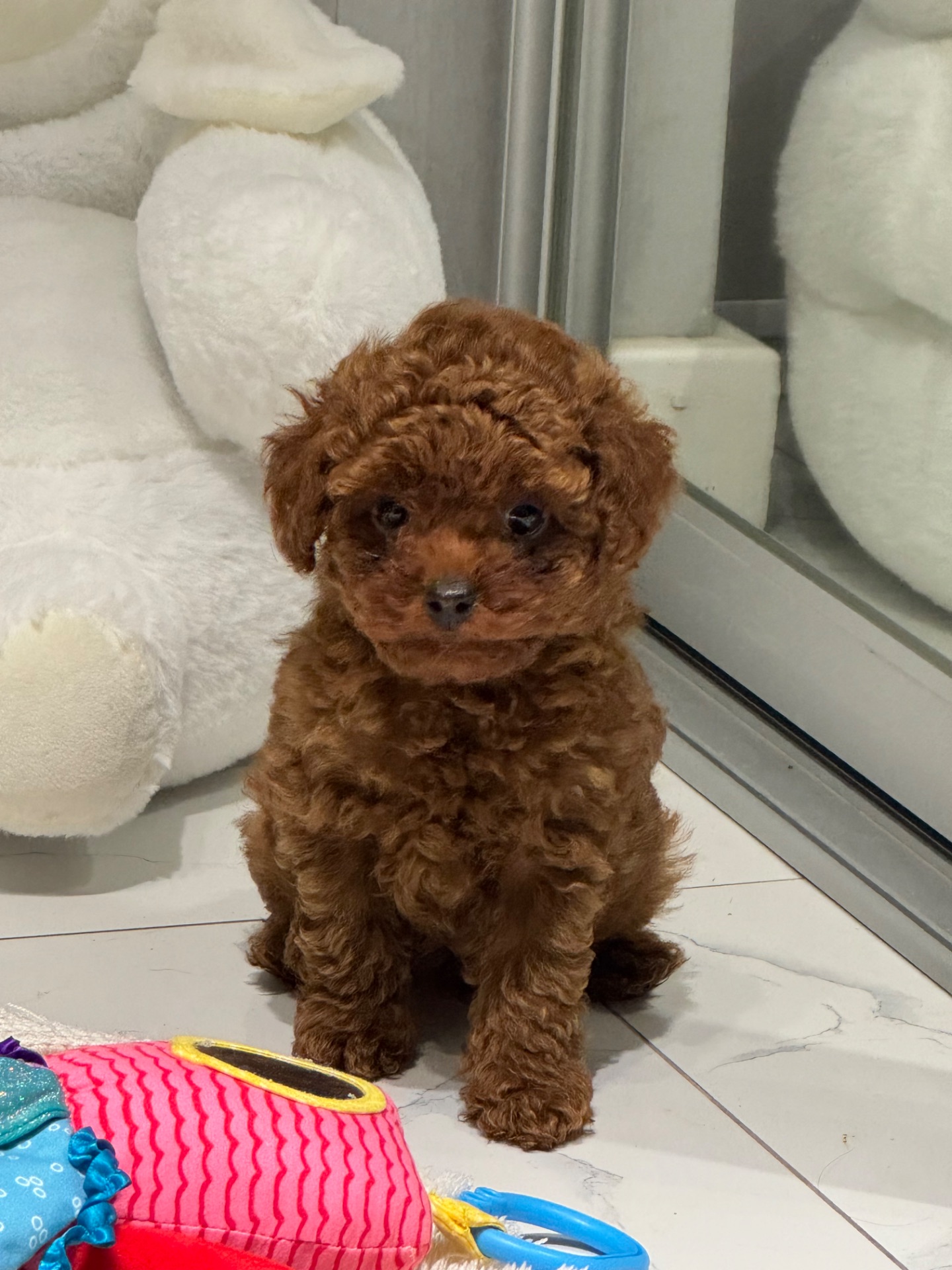 Хлопчик той пудель від китайський батьків Boy toy poodle China