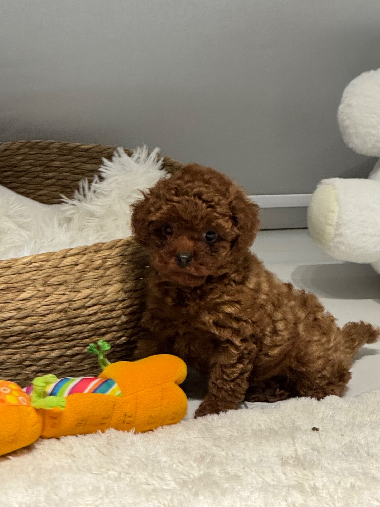 Хлопчик той пудель від китайський батьків Boy toy poodle China