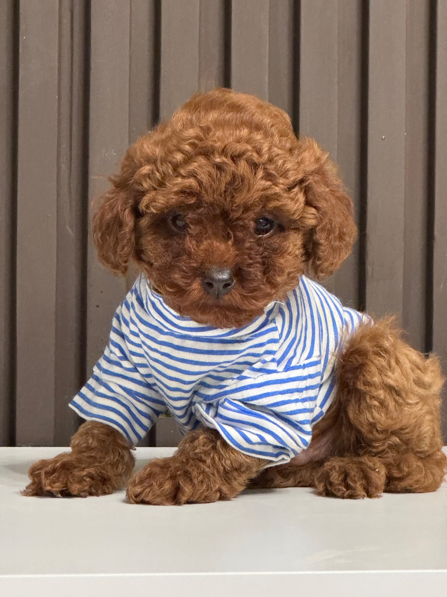 Хлопчик той пудель від китайський батьків Boy toy poodle China