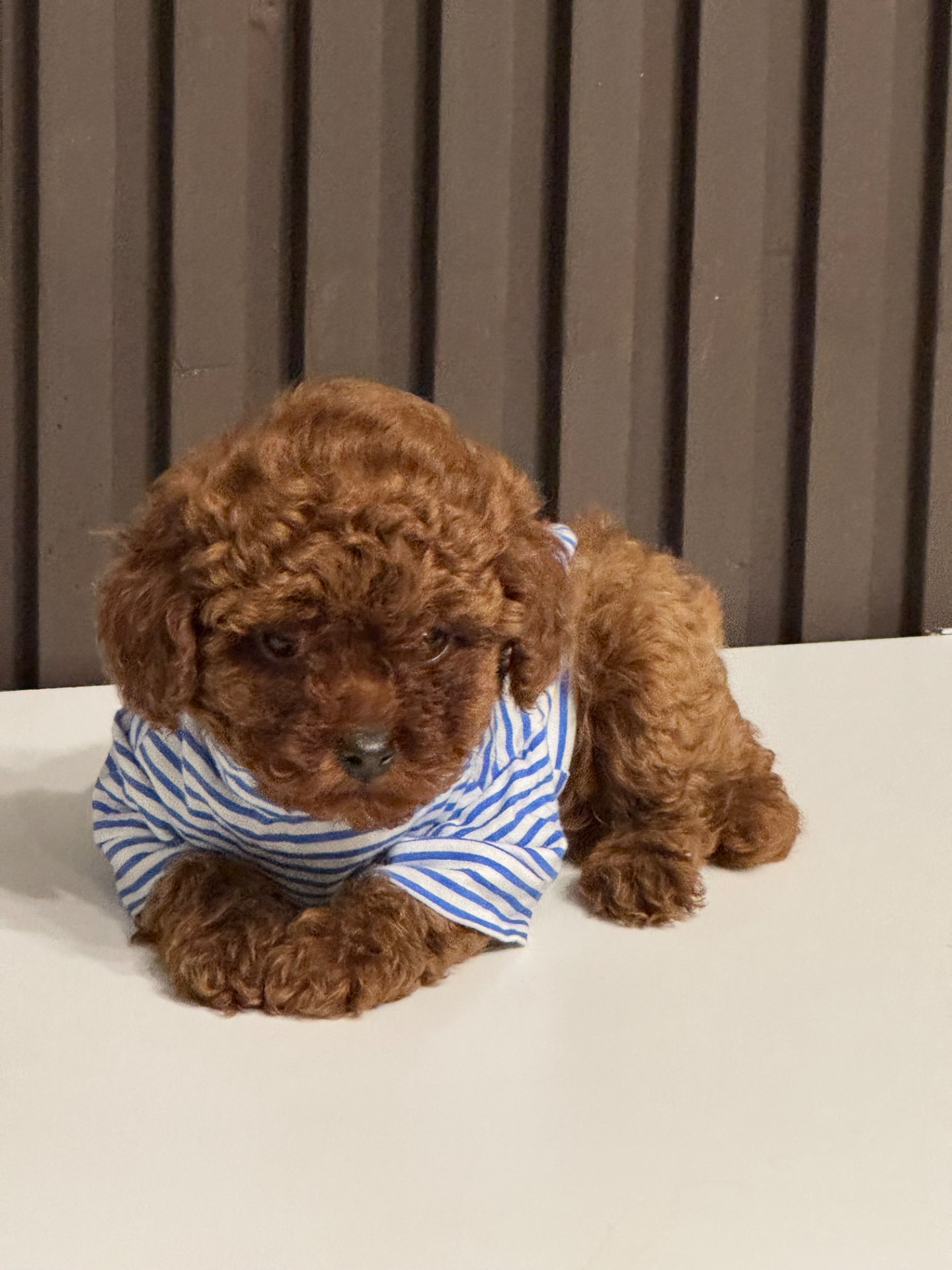 Хлопчик той пудель від китайський батьків Boy toy poodle China