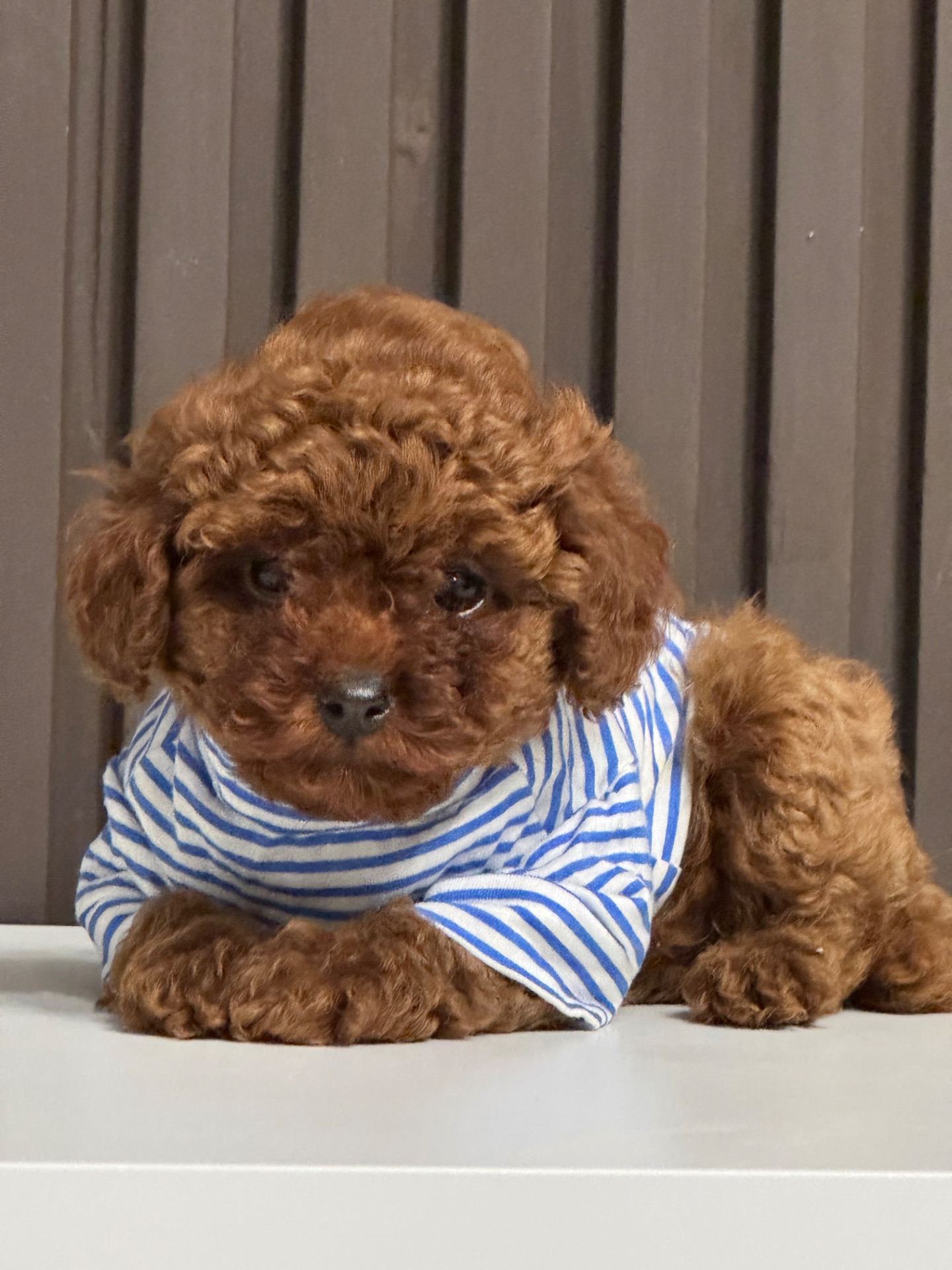 Хлопчик той пудель від китайський батьків Boy toy poodle China