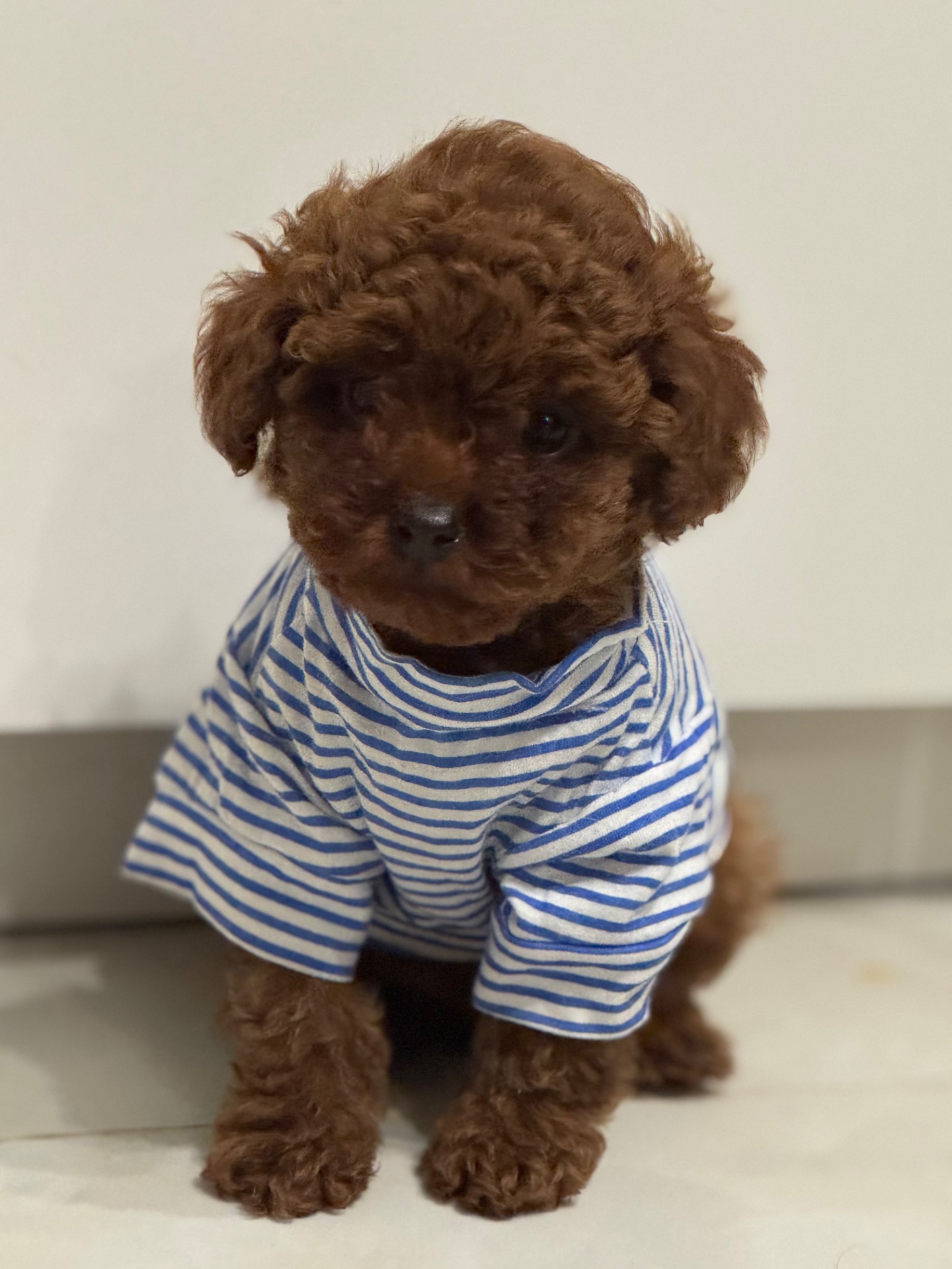 Хлопчик той пудель від китайський батьків Boy toy poodle China