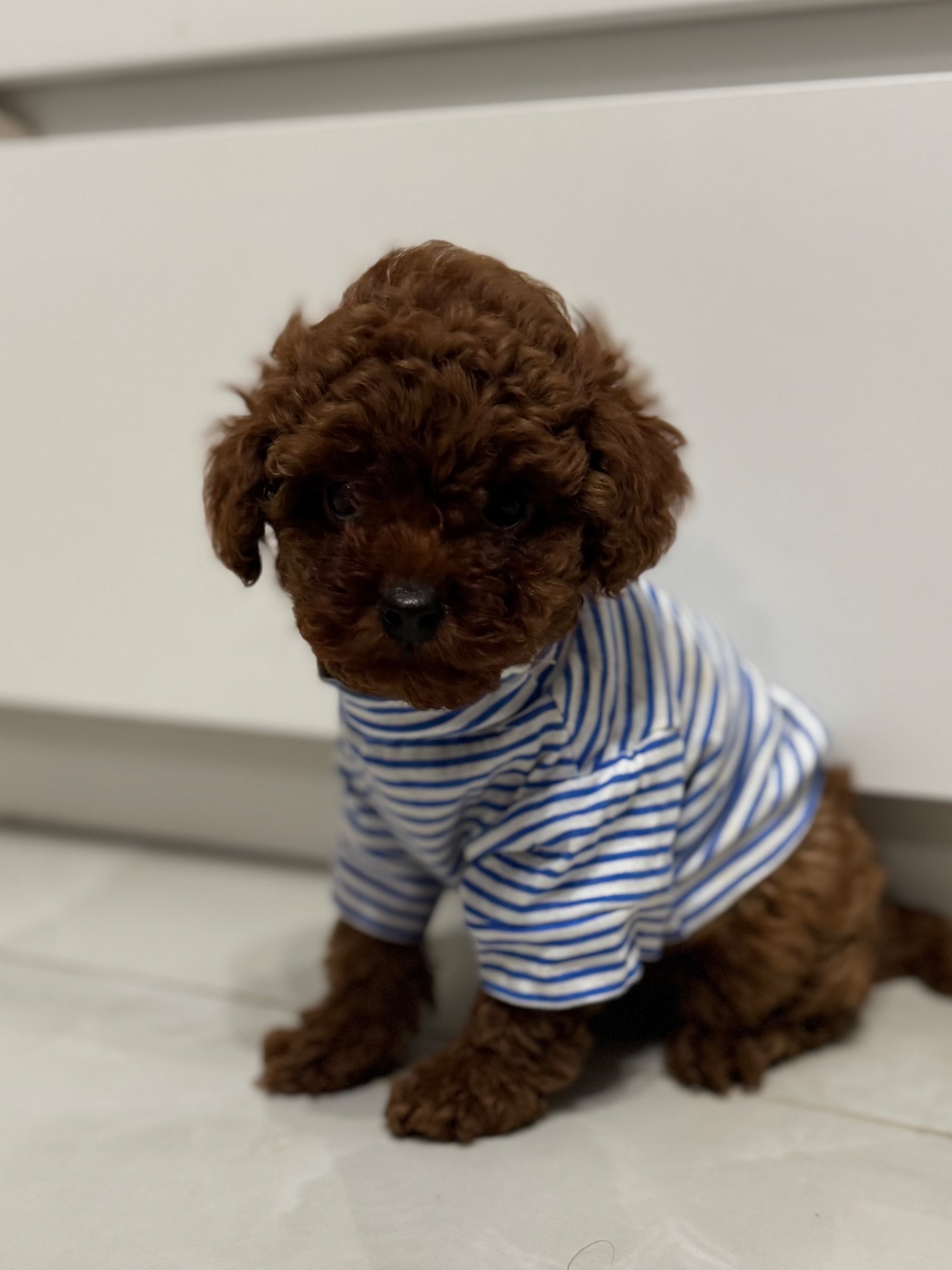 Хлопчик той пудель від китайський батьків Boy toy poodle China