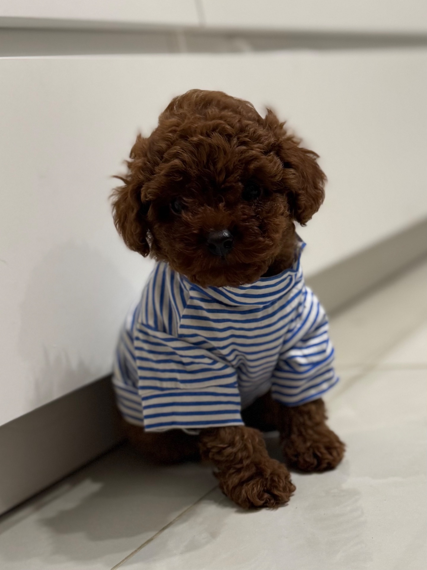 Хлопчик той пудель від китайський батьків Boy toy poodle China