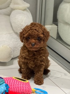Хлопчик той пудель від китайський батьків Boy toy poodle China