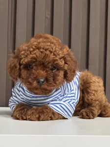Хлопчик той пудель від китайський батьків Boy toy poodle China