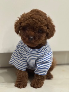 Хлопчик той пудель від китайський батьків Boy toy poodle China