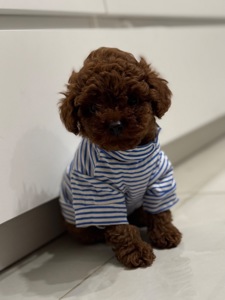 Хлопчик той пудель від китайський батьків Boy toy poodle China