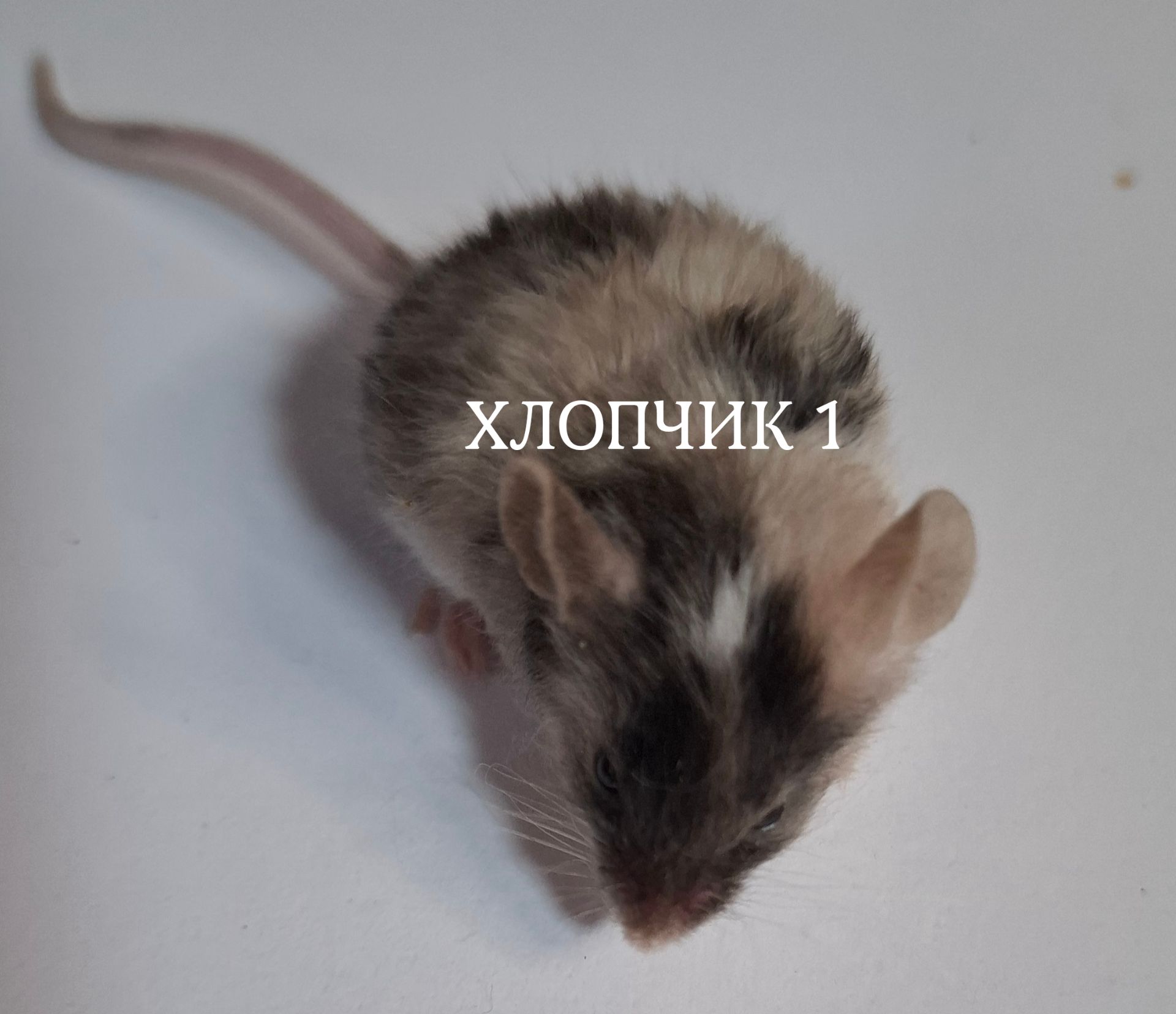 Миши декоративні