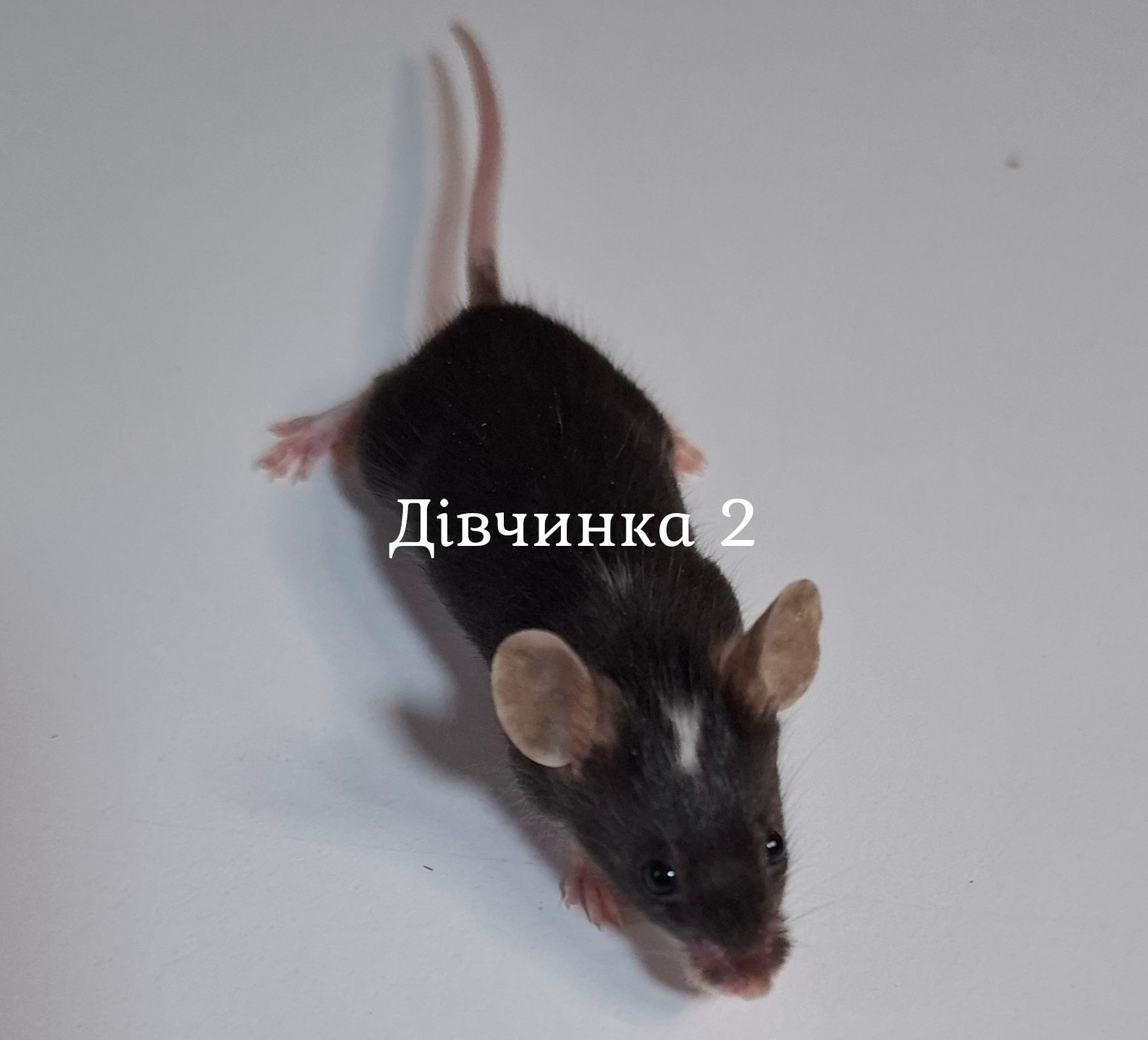 Миши декоративні