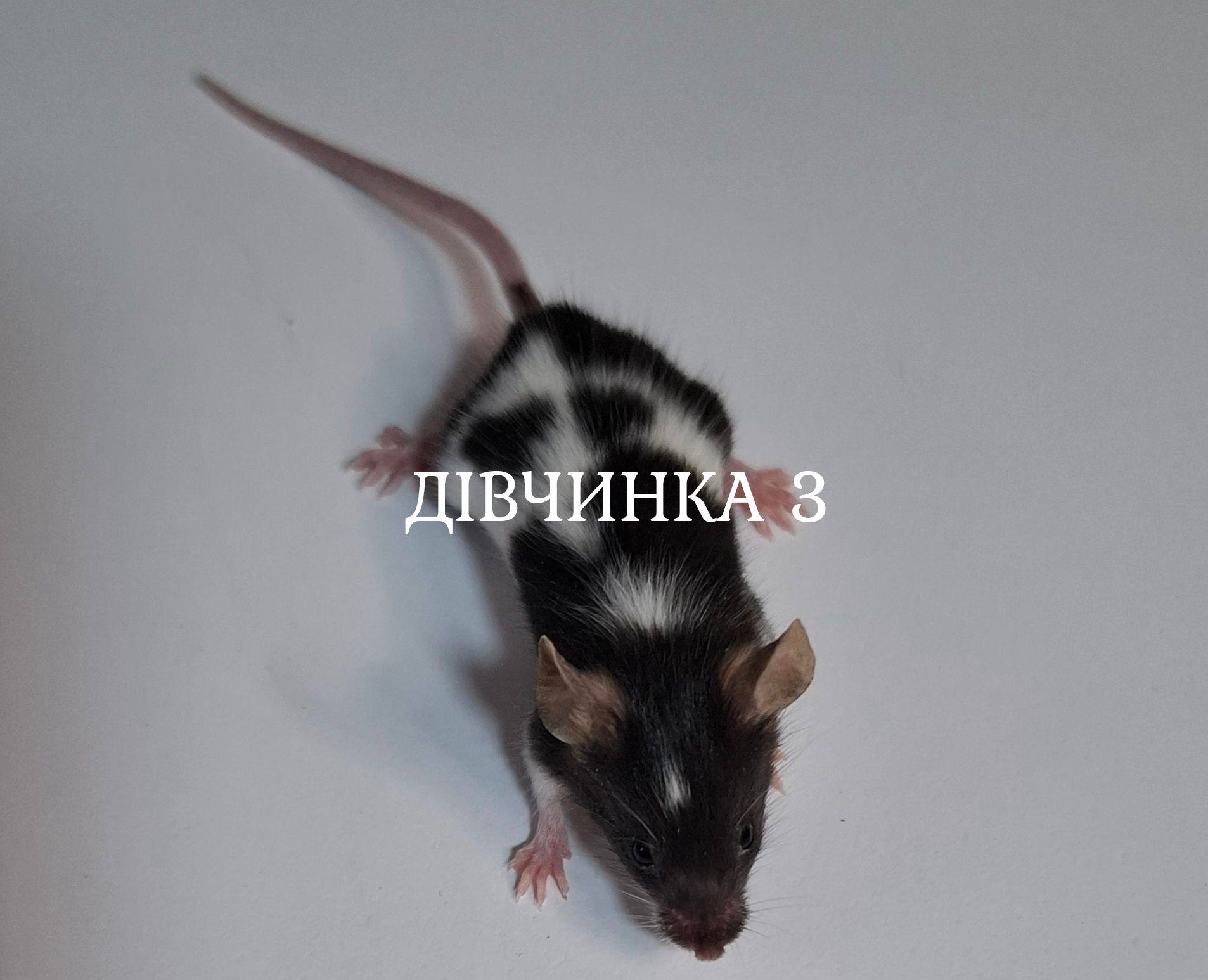 Миши декоративні