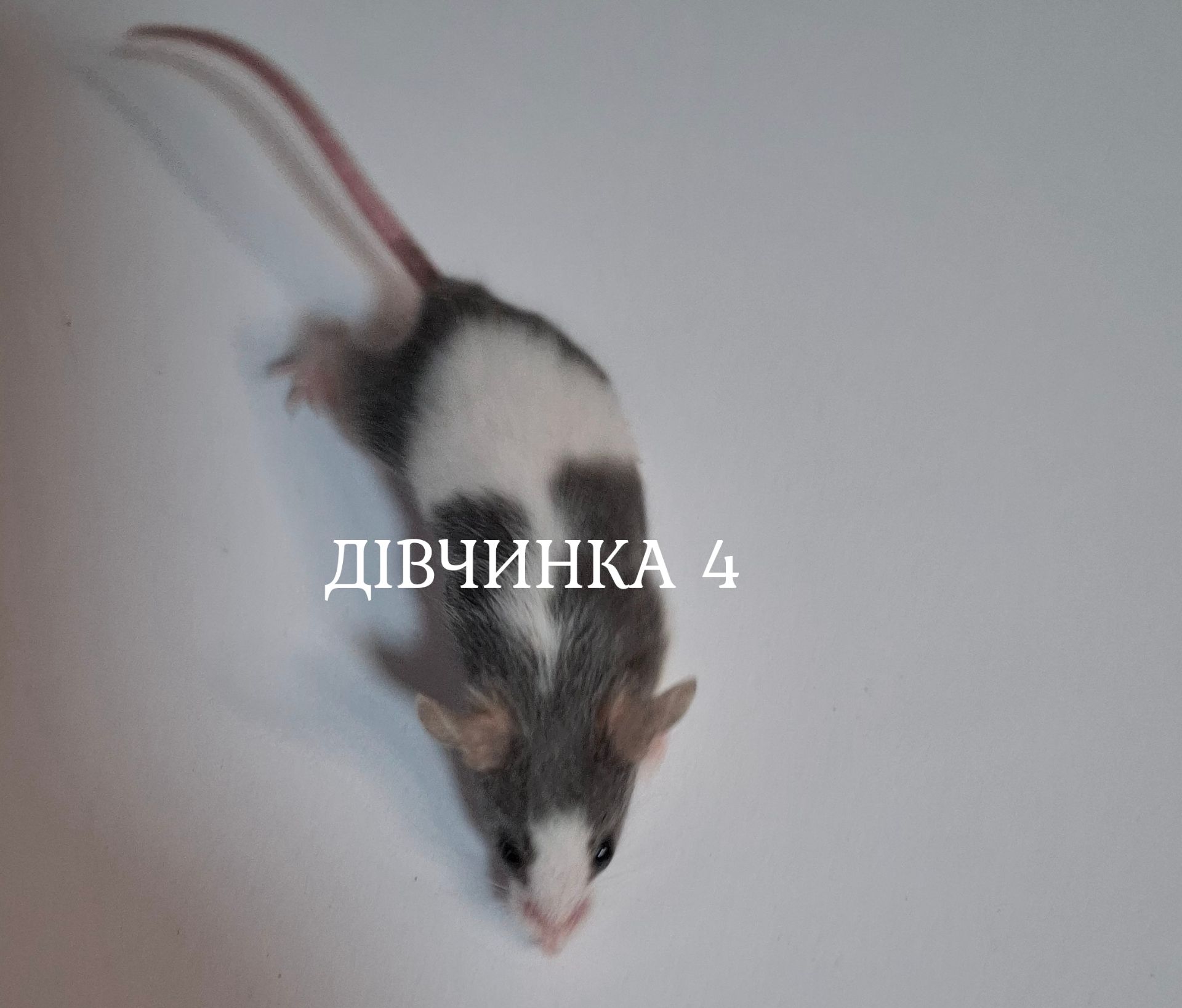 Миши декоративні