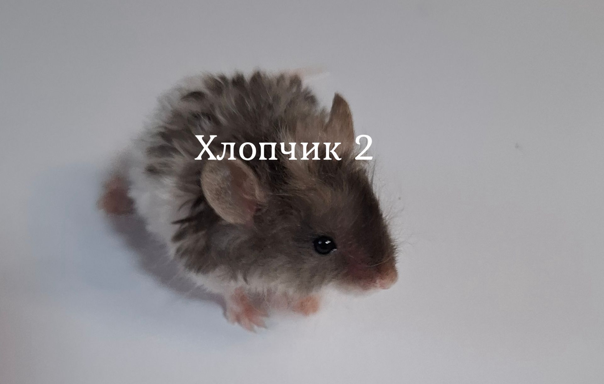 Миши декоративні