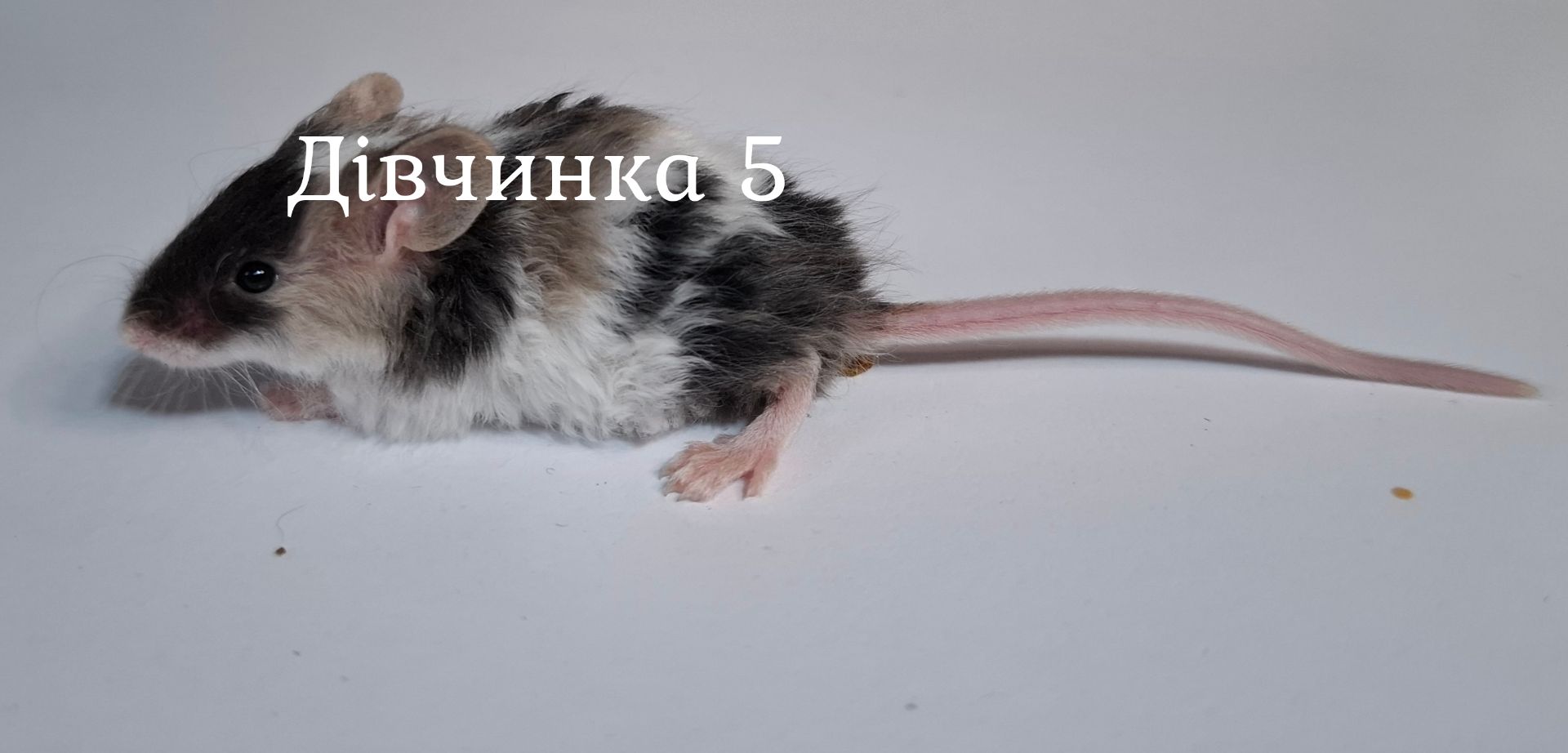 Миши декоративні