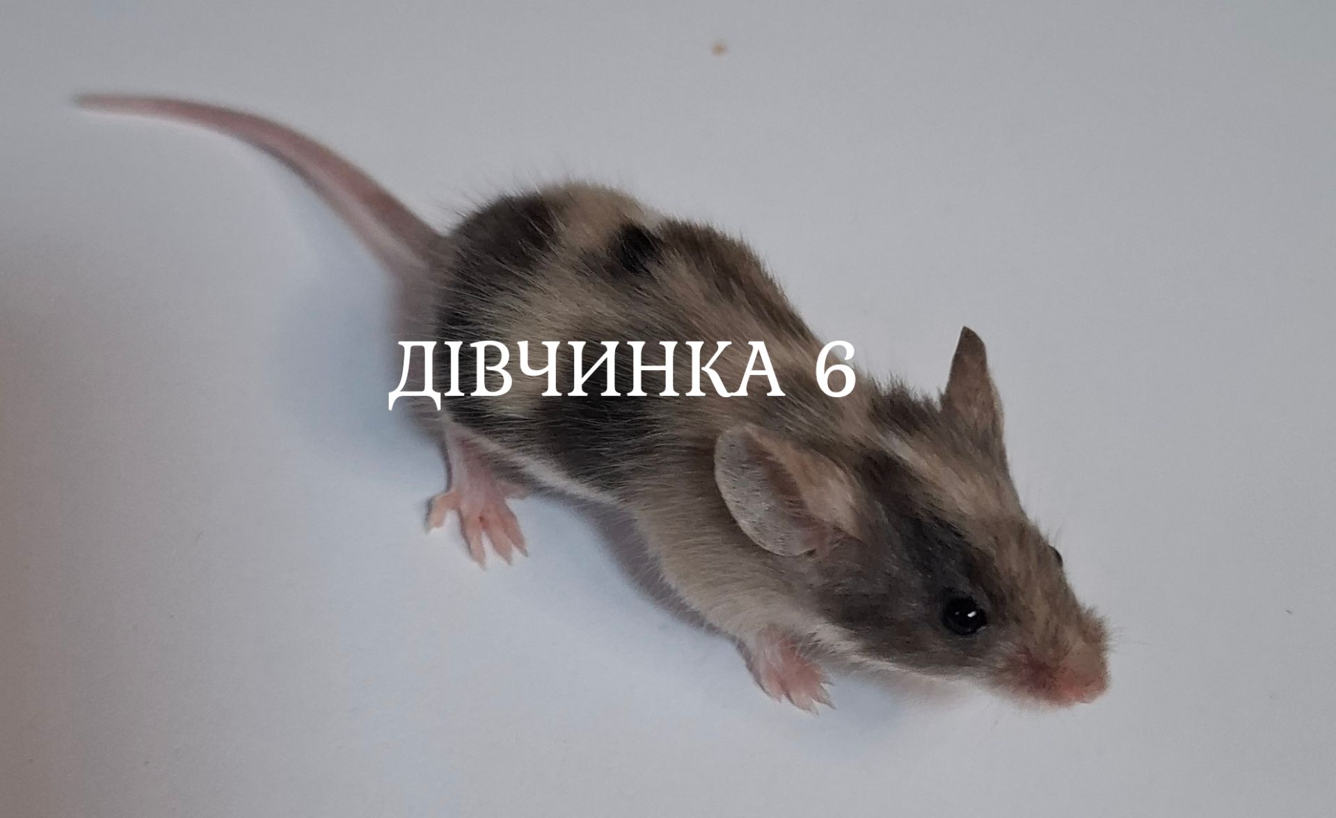 Миши декоративні