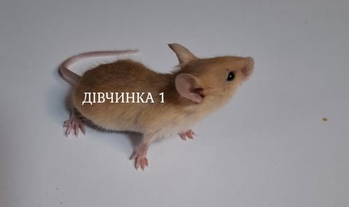 Миши декоративні