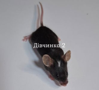 Миши декоративні
