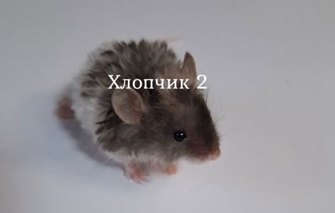 Миши декоративні
