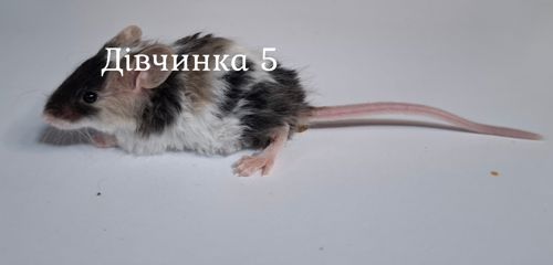 Миши декоративні