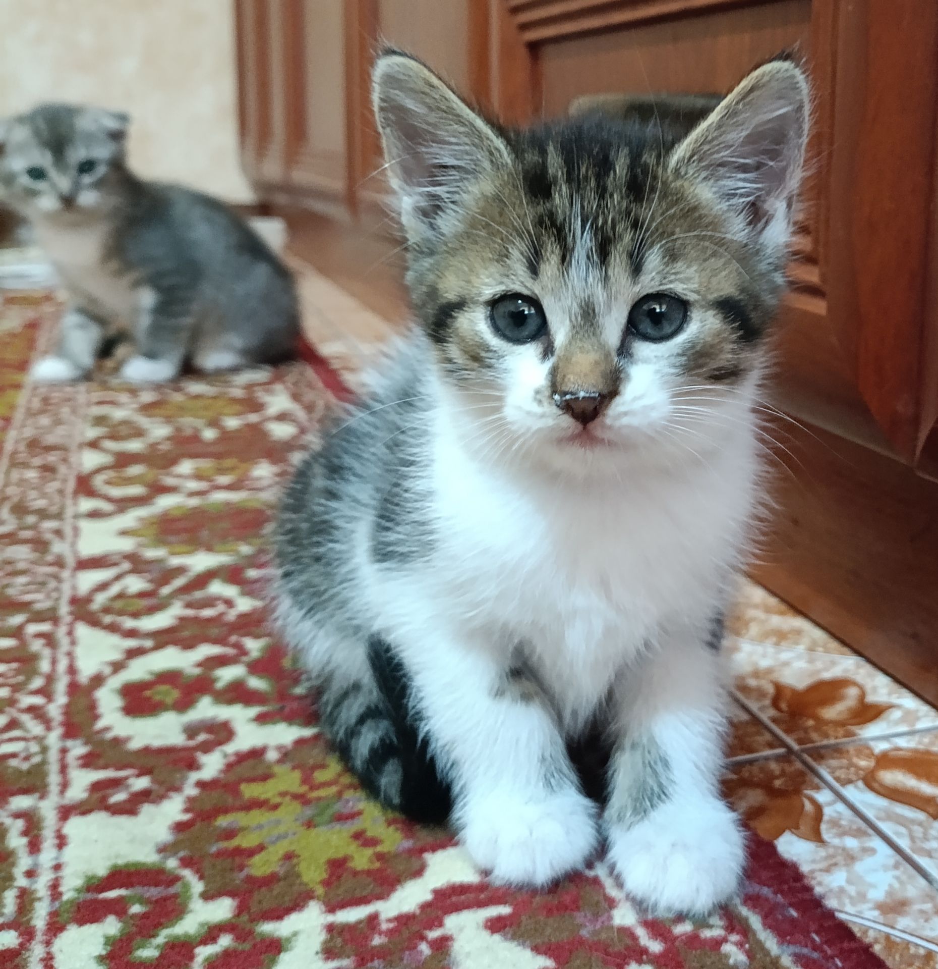 Віддаю в добрі руки безкоштовно