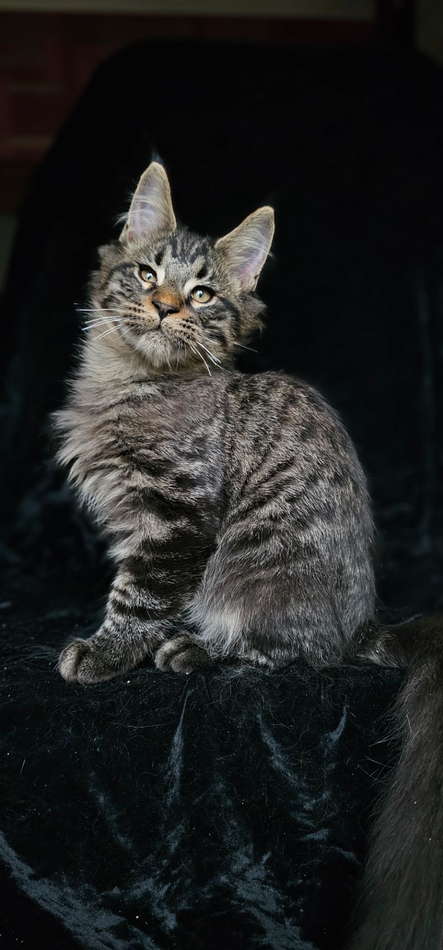 Красивеный мальчик мейн кун