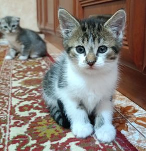 Віддаю в добрі руки безкоштовно