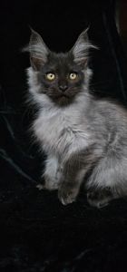 Эксклюзивный мальчик мейн кун