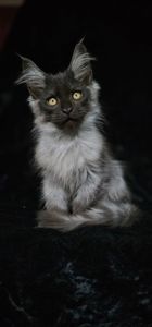 Эксклюзивный мальчик мейн кун