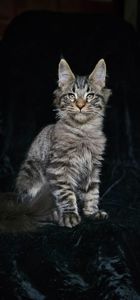 Красивеный мальчик мейн кун