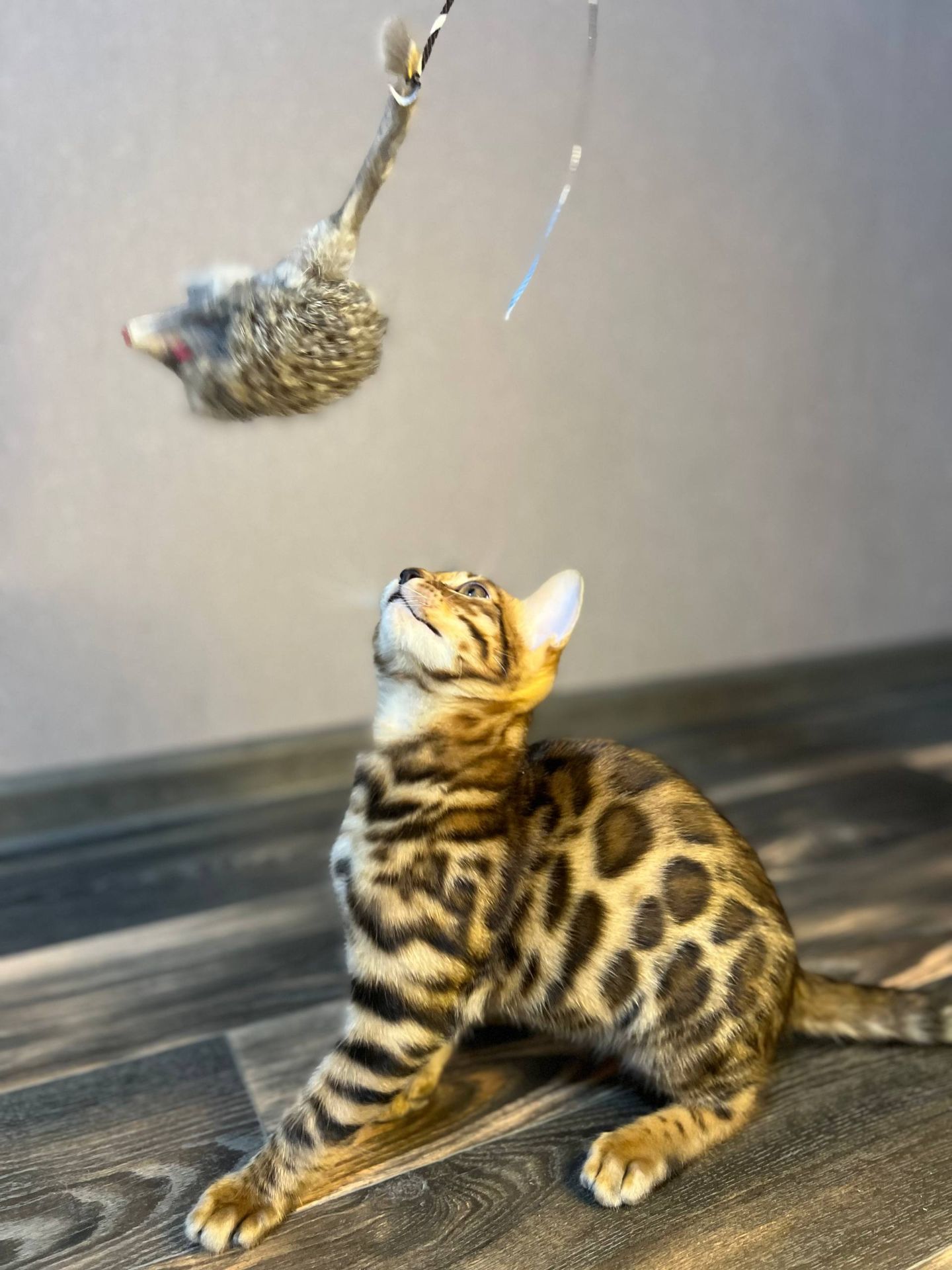 Кошеня бенгал