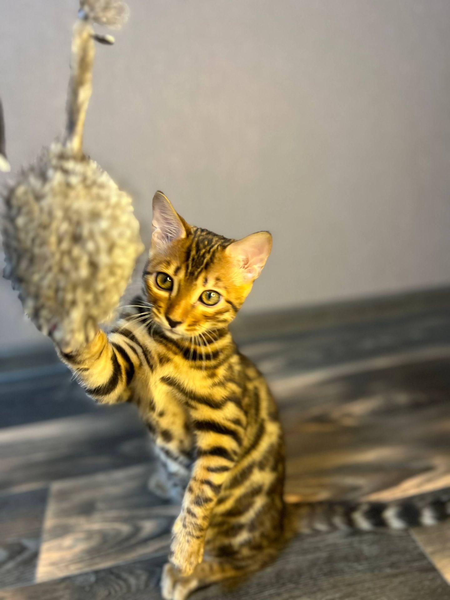 Кошеня бенгал