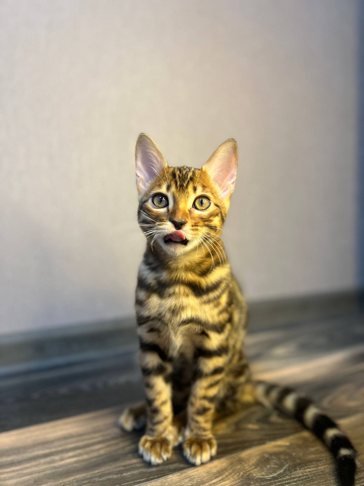Кошеня бенгал