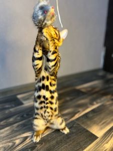 Кошеня бенгал