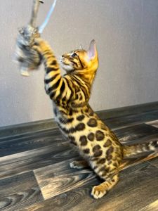 Кошеня бенгал