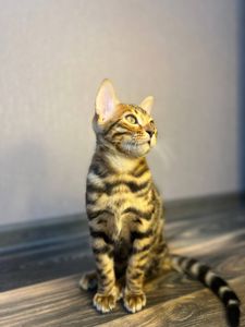 Кошеня бенгал