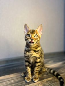 Кошеня бенгал