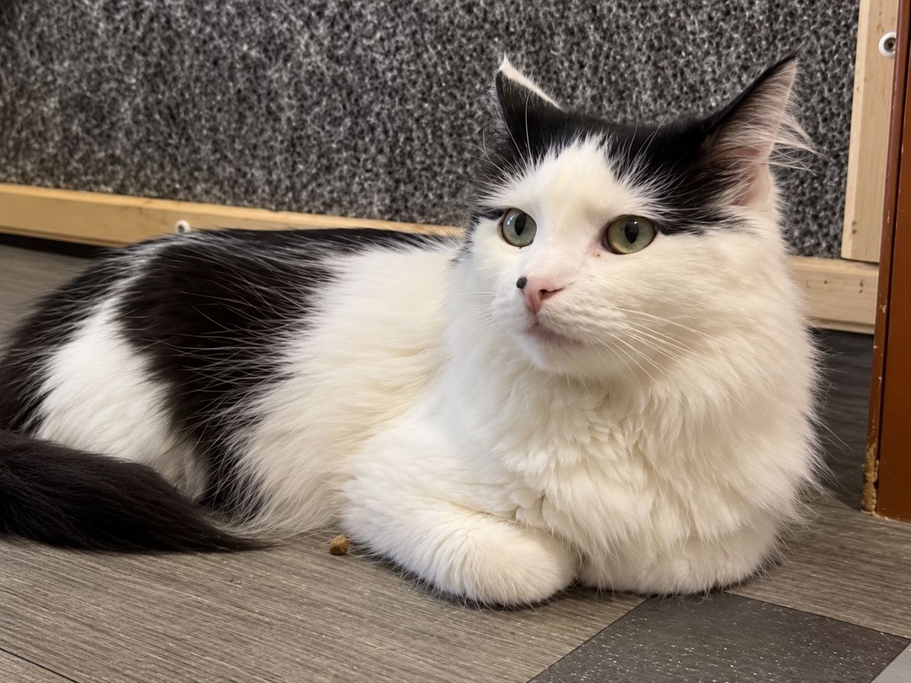 Молодий котик підліток Ларік шукає дім