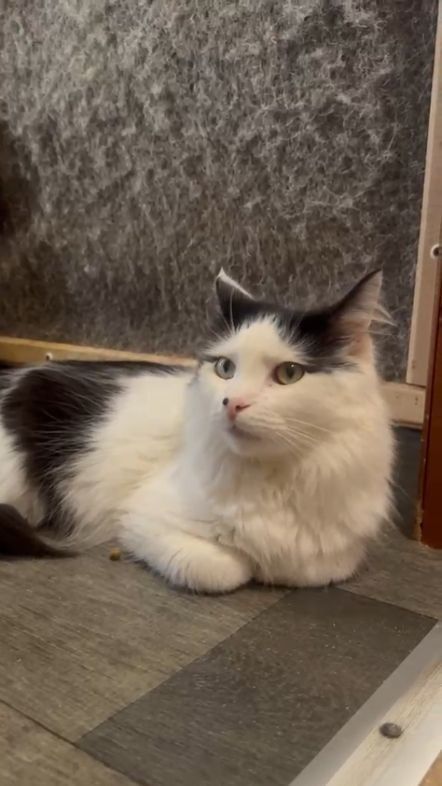 Молодий котик підліток Ларік шукає дім