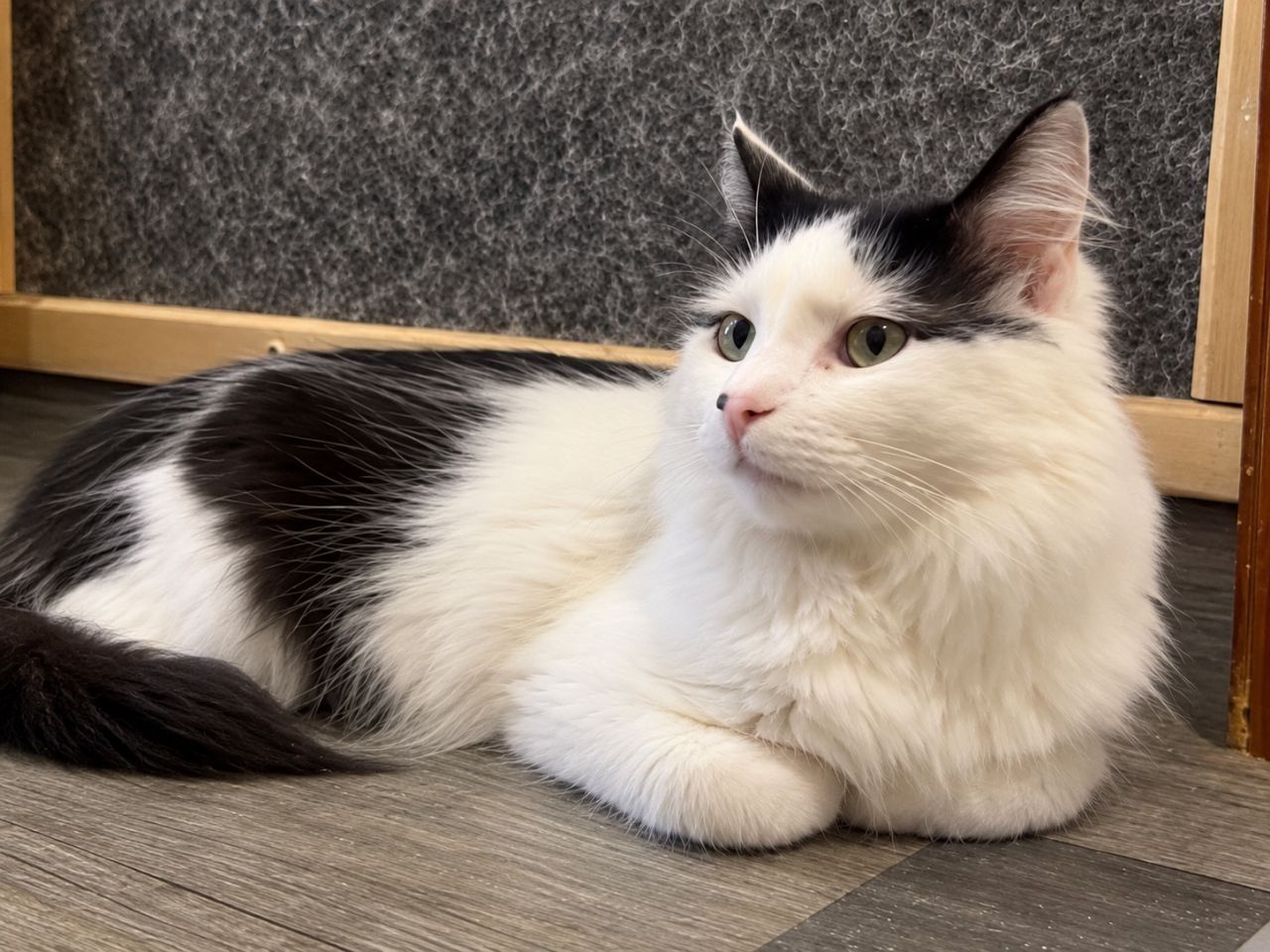 Молодий котик підліток Ларік шукає дім