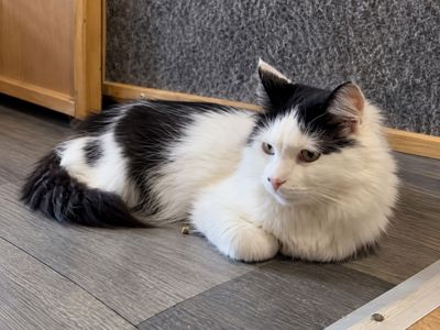 Молодий котик підліток Ларік шукає дім