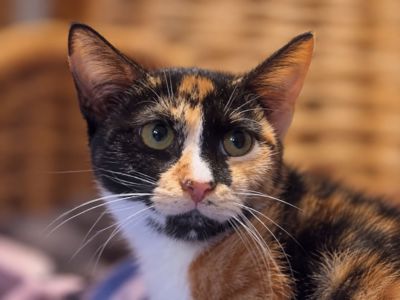 Кошеня Лея шукає дім