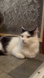 Молодий котик підліток Ларік шукає дім