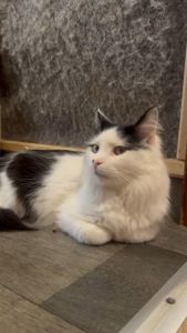 Молодий котик підліток Ларік шукає дім