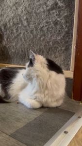 Молодий котик підліток Ларік шукає дім