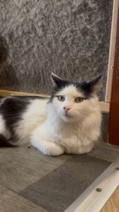 Молодий котик підліток Ларік шукає дім