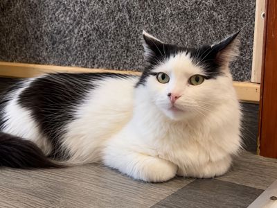 Молодий котик підліток Ларік шукає дім