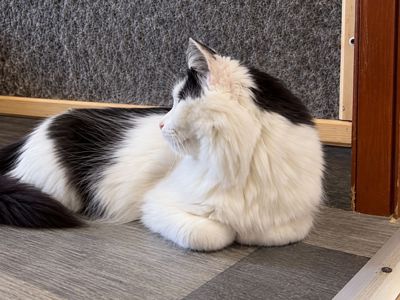 Молодий котик підліток Ларік шукає дім