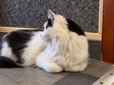 Молодий котик підліток Ларік шукає дім